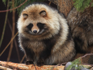 Tanuki Roly Poly.png
