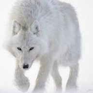 Snowwolf35