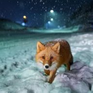 ScarletFox