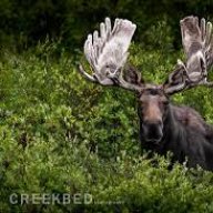 moose38