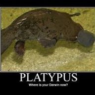 Mysterious Platypus