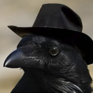 Raven Aelwood