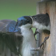 Iskander_The_Adequate