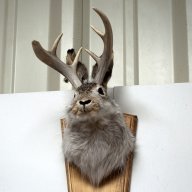 HornedRabbit224