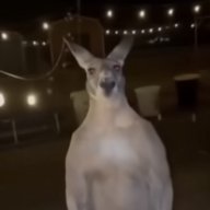 Godzooki