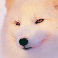 lordfox