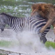 Zebra the Lion