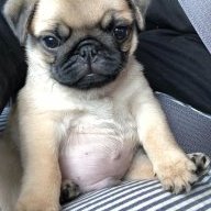 pugguy45