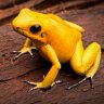 lemonfrogs