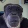 Lust-Monkey