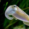 DrCuttlesPHD