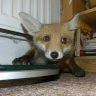 Painfully_Ordinary_Fox