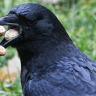 SomeRandomCrow