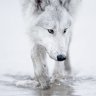 Wolf223
