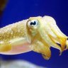 epiccuttlefish