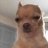 NotSoSuspiciousDog