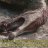 Altruisticdemonhand