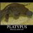 Mysterious Platypus