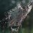 spiderhellian