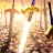 Lord_Harven
