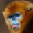 SeaMonkeyBlue