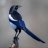 Swift_Magpie