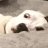 pnadadogunited