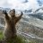 Marmot