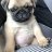 pugguy45