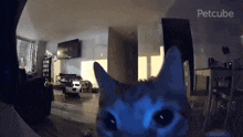 cat-flashbang.gif